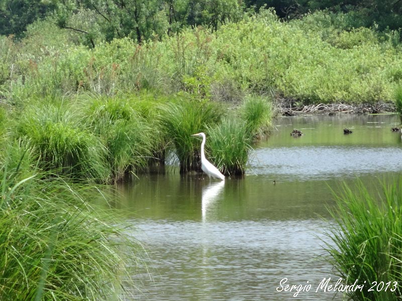 Oasi di Punta Alberete -Ravenna-